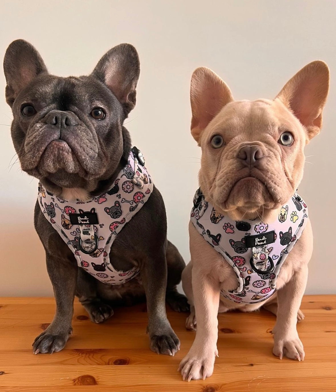 Frenchie harness australia shop