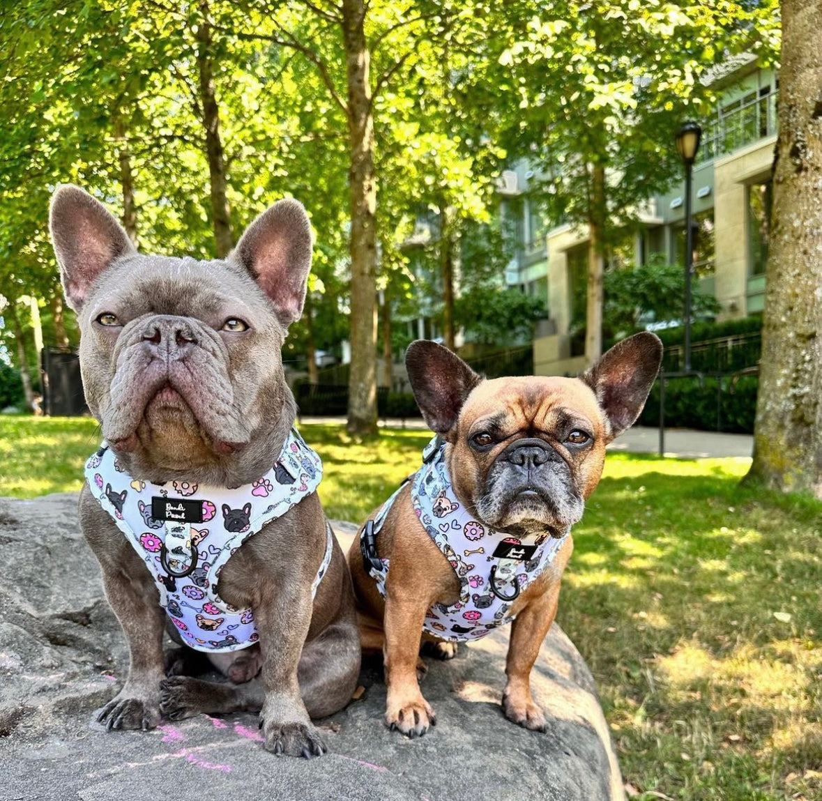 FRENCHIE ADJUSTABLE HARNESS