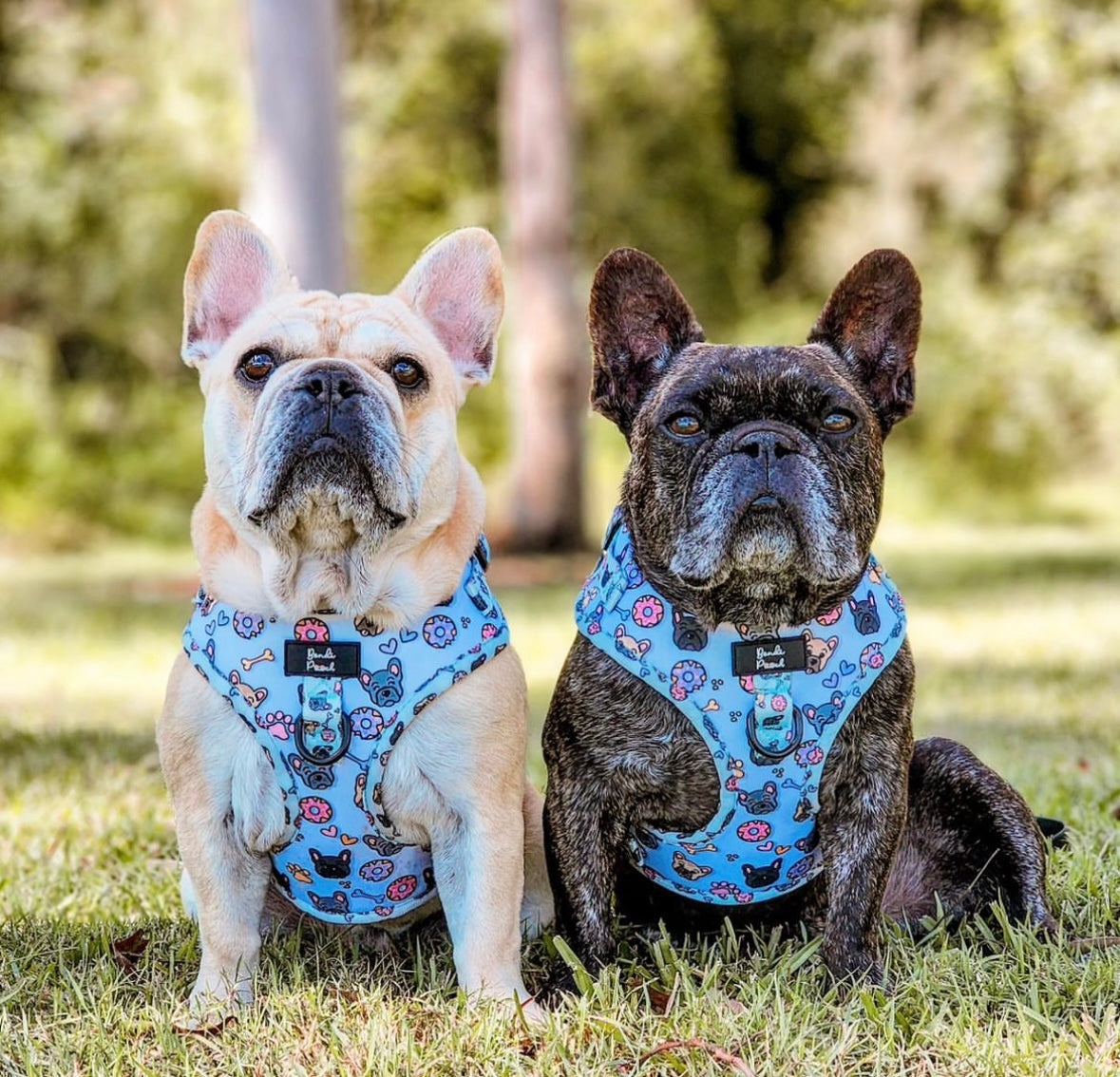 Dog Harness French Bulldogs, Dog Harness Small Dogs