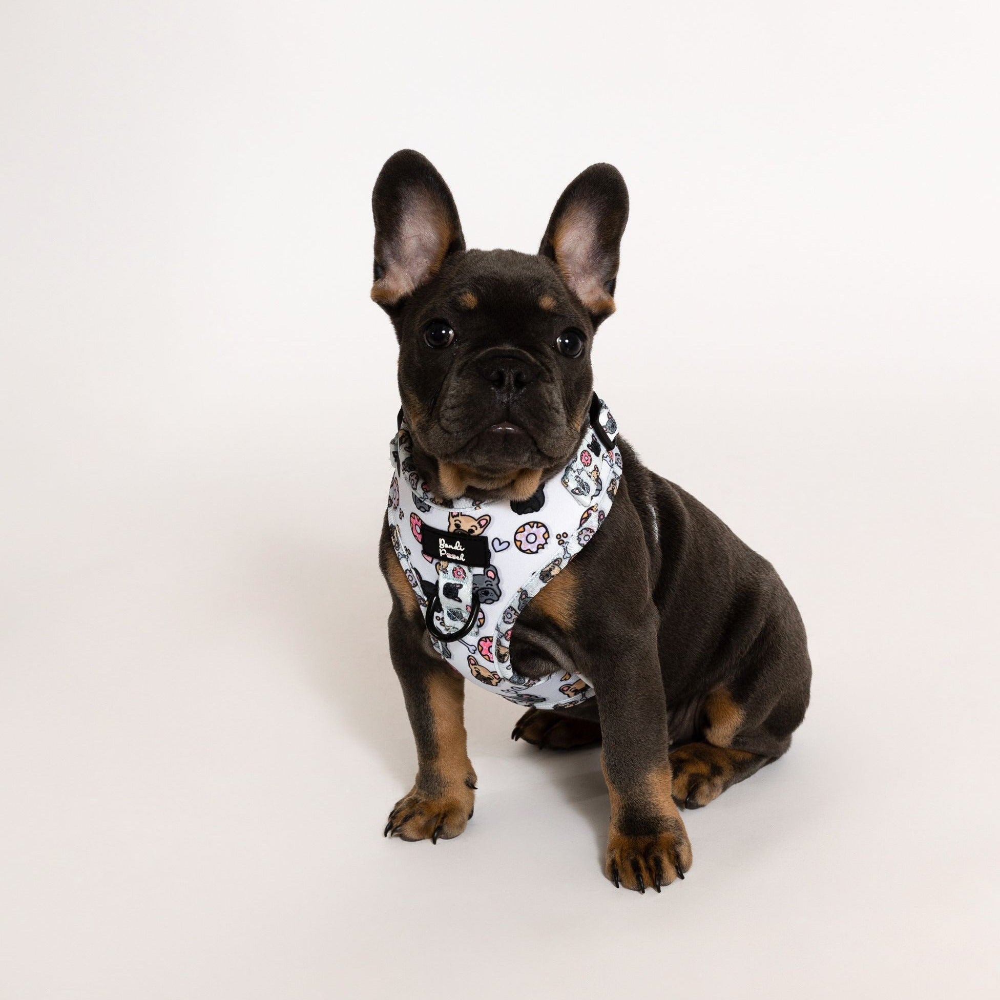 Frenchie harness australia store